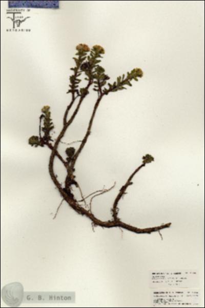 URN_catalog_HBHinton_herbarium_26404.jpg.jpg