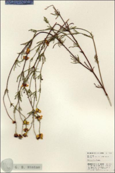 URN_catalog_HBHinton_herbarium_24943.jpg.jpg