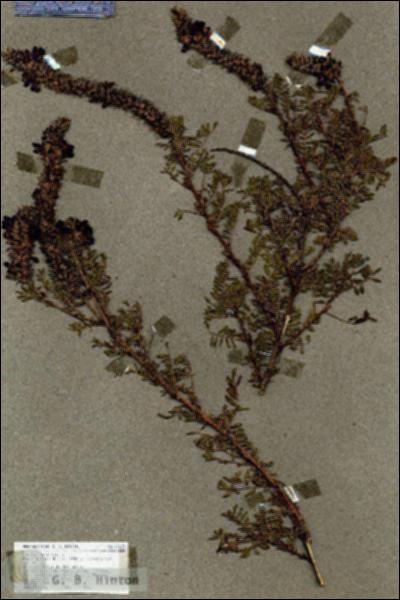 URN_catalog_HBHinton_herbarium_17437.jpg.jpg