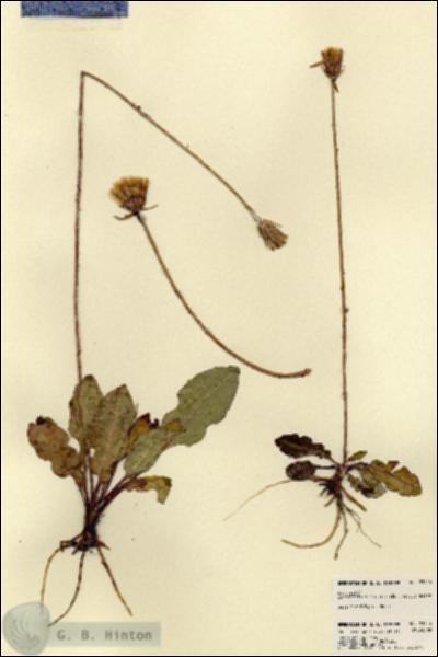 URN_catalog_HBHinton_herbarium_23455.jpg.jpg