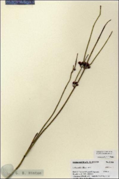 URN_catalog_HBHinton_herbarium_27103.jpg.jpg