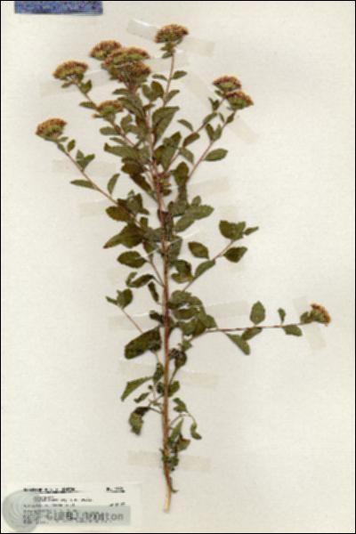URN_catalog_HBHinton_herbarium_19991.jpg.jpg