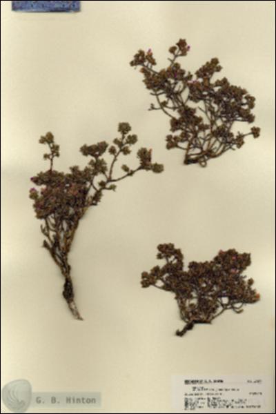 URN_catalog_HBHinton_herbarium_21971.jpg.jpg