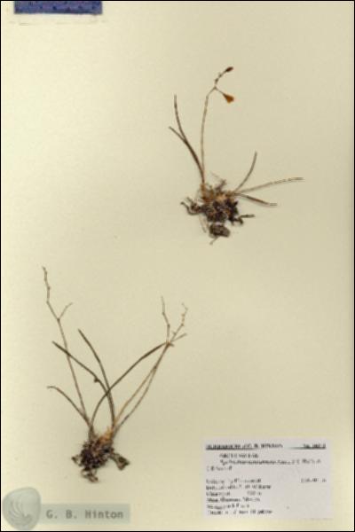 URN_catalog_HBHinton_herbarium_14171.jpg.jpg