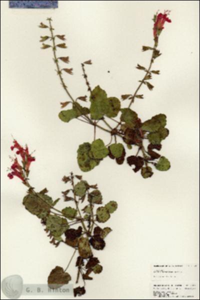 URN_catalog_HBHinton_herbarium_25029.jpg.jpg