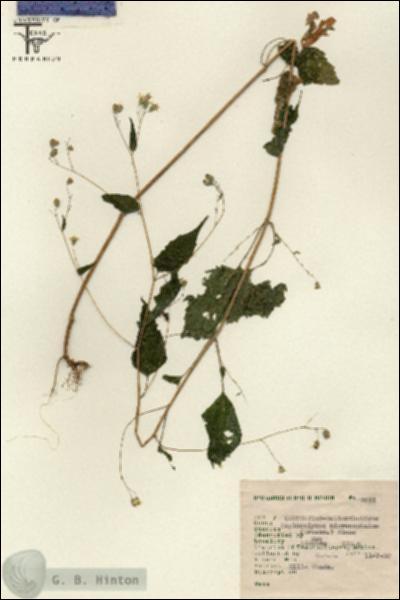 URN_catalog_HBHinton_herbarium_2511.jpg.jpg