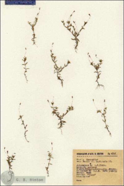 URN_catalog_HBHinton_herbarium_4815.jpg.jpg