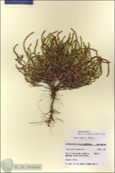 URN_catalog_HBHinton_herbarium_28733.jpg.jpg