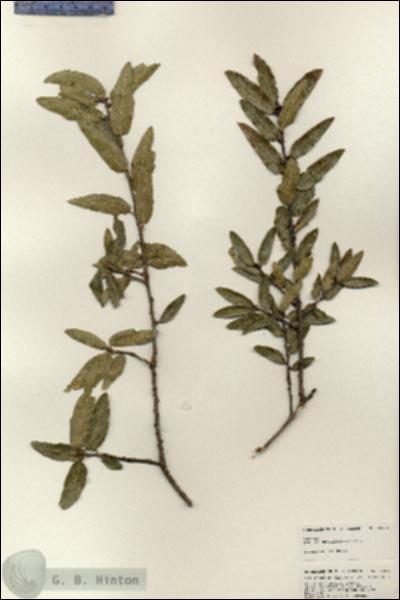 URN_catalog_HBHinton_herbarium_24934.jpg.jpg