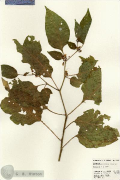 URN_catalog_HBHinton_herbarium_22893.jpg.jpg
