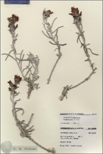 URN_catalog_HBHinton_herbarium_28400.jpg.jpg