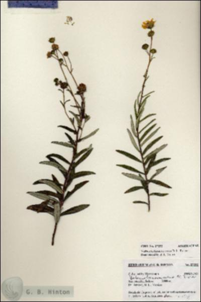 URN_catalog_HBHinton_herbarium_27252.jpg.jpg