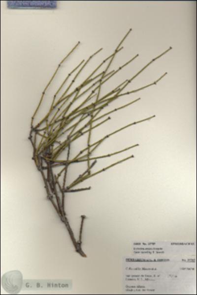 URN_catalog_HBHinton_herbarium_25705.jpg.jpg