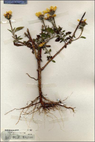 URN_catalog_HBHinton_herbarium_20019.jpg.jpg