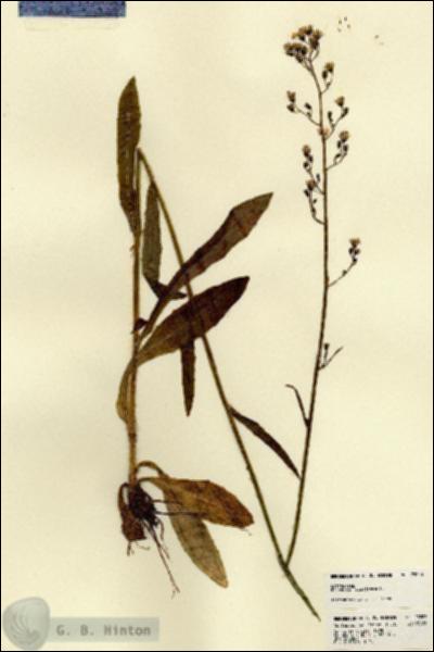 URN_catalog_HBHinton_herbarium_23203.jpg.jpg