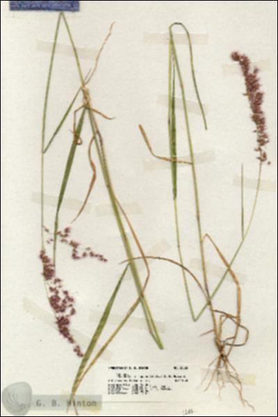 URN_catalog_HBHinton_herbarium_20020.jpg.jpg