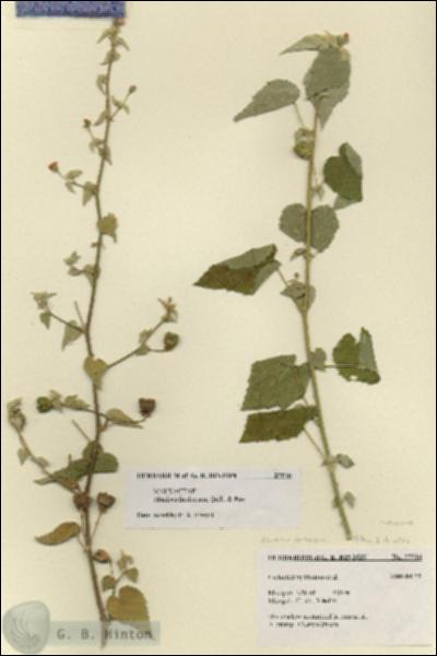 URN_catalog_HBHinton_herbarium_27516.jpg.jpg