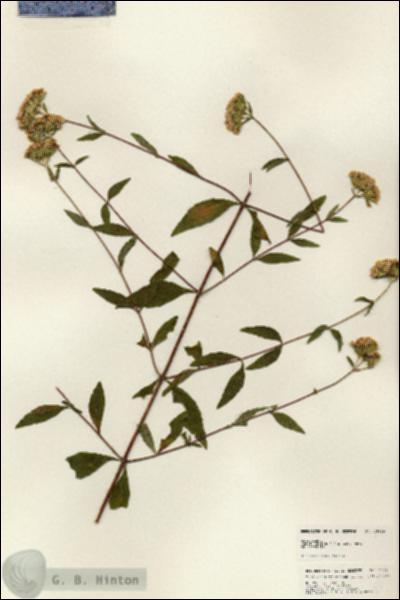 URN_catalog_HBHinton_herbarium_25119.jpg.jpg