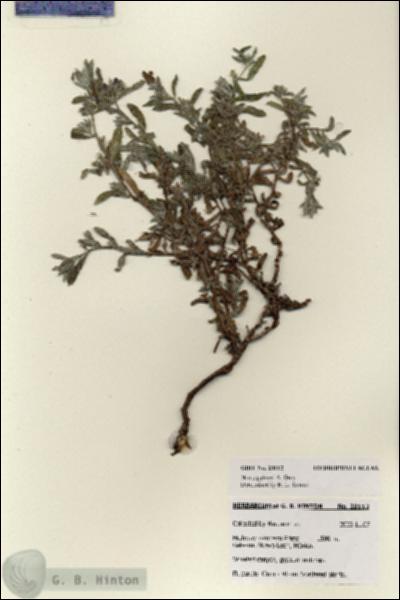 URN_catalog_HBHinton_herbarium_28112.jpg.jpg