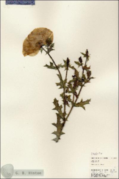 URN_catalog_HBHinton_herbarium_24974.jpg.jpg