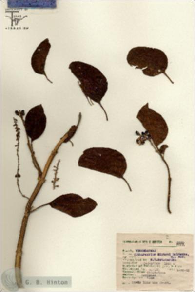 URN_catalog_HBHinton_herbarium_3209.jpg.jpg