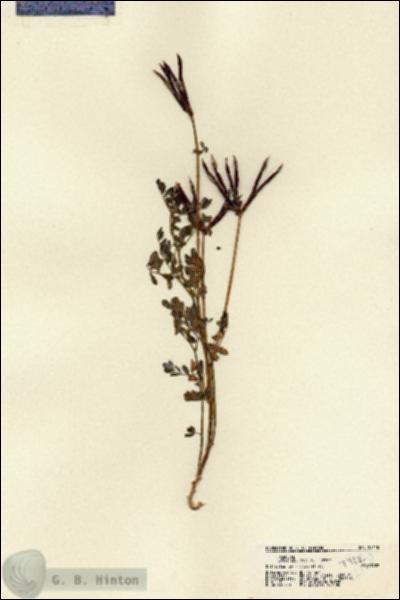 URN_catalog_HBHinton_herbarium_22118.jpg.jpg