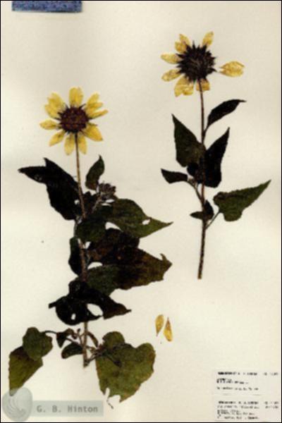 URN_catalog_HBHinton_herbarium_24169.jpg.jpg