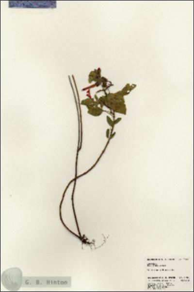 URN_catalog_HBHinton_herbarium_22904.jpg.jpg