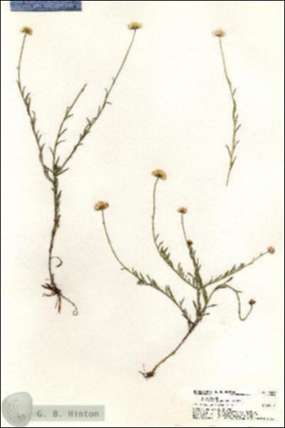 URN_catalog_HBHinton_herbarium_20399.jpg.jpg
