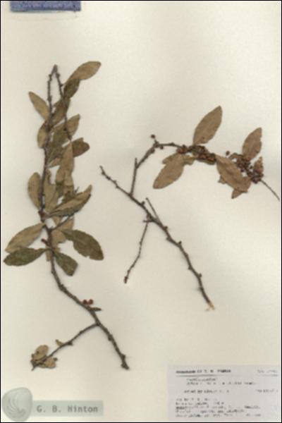 URN_catalog_HBHinton_herbarium_17743.jpg.jpg
