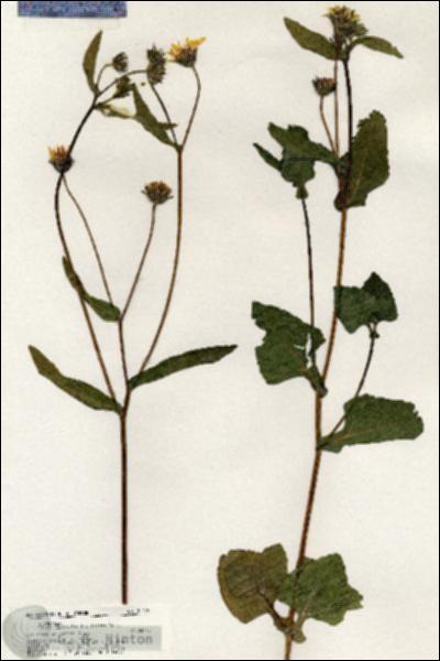 URN_catalog_HBHinton_herbarium_20479.jpg.jpg