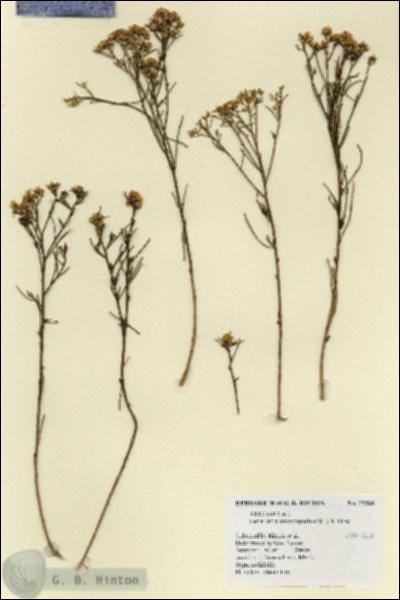URN_catalog_HBHinton_herbarium_19328.jpg.jpg