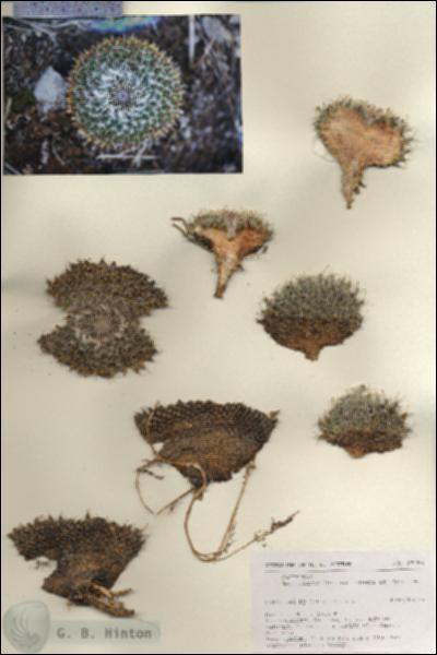 URN_catalog_HBHinton_herbarium_27155.jpg.jpg