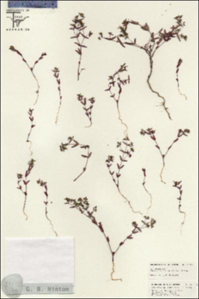 URN_catalog_HBHinton_herbarium_25657.jpg.jpg