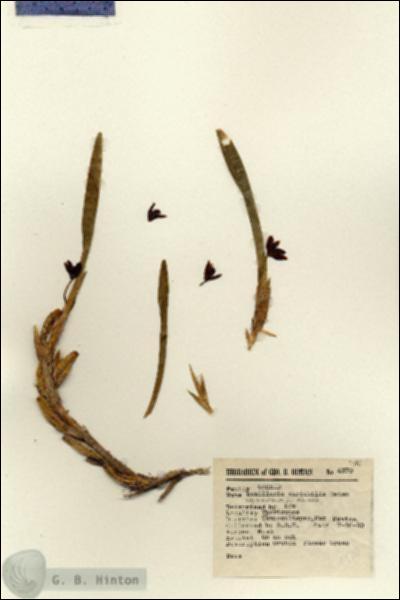 URN_catalog_HBHinton_herbarium_4370.jpg.jpg