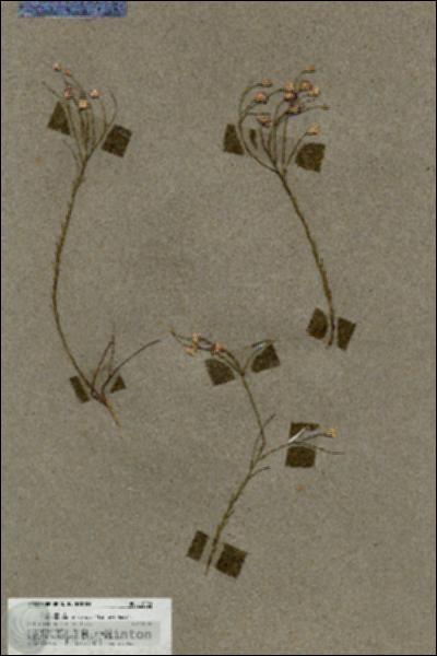 URN_catalog_HBHinton_herbarium_18080.jpg.jpg