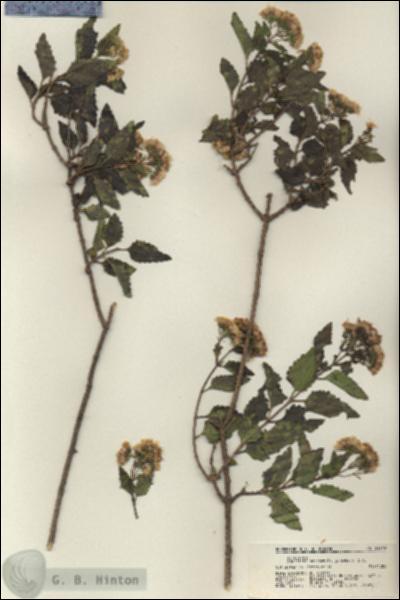 URN_catalog_HBHinton_herbarium_21719.jpg.jpg