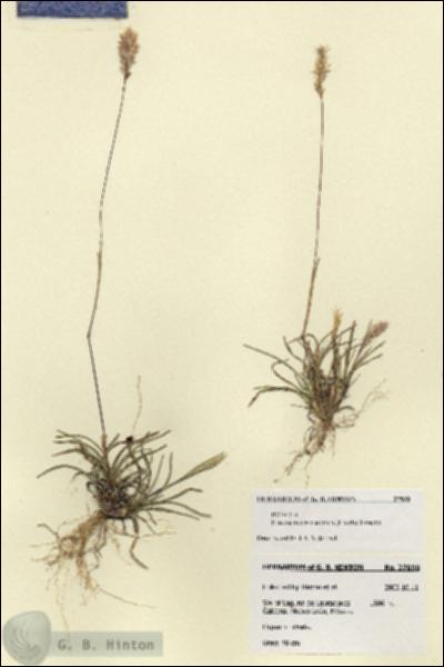 URN_catalog_HBHinton_herbarium_27890.jpg.jpg