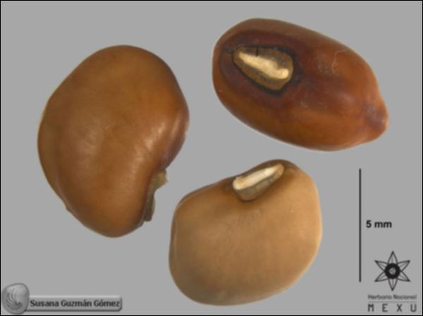Phaseolus-vulgaris-FS8507-sem.jpg.jpg