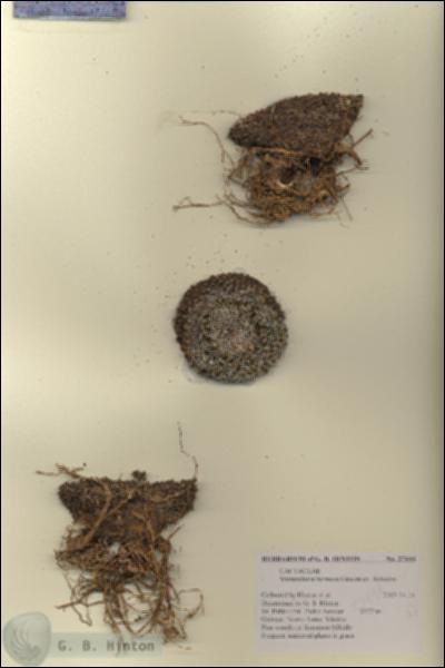 URN_catalog_HBHinton_herbarium_27844.jpg.jpg