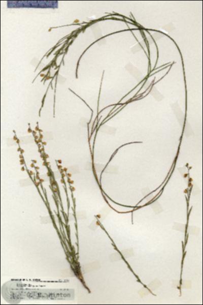 URN_catalog_HBHinton_herbarium_19733.jpg.jpg