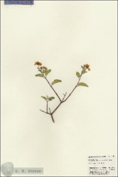 URN_catalog_HBHinton_herbarium_21156.jpg.jpg