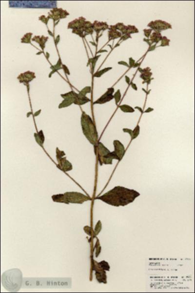 URN_catalog_HBHinton_herbarium_23914.jpg.jpg