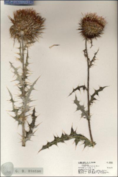 URN_catalog_HBHinton_herbarium_20733.jpg.jpg