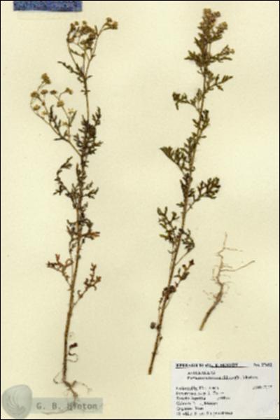 URN_catalog_HBHinton_herbarium_27602.jpg.jpg