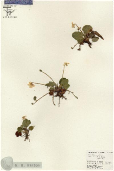 URN_catalog_HBHinton_herbarium_26556.jpg.jpg