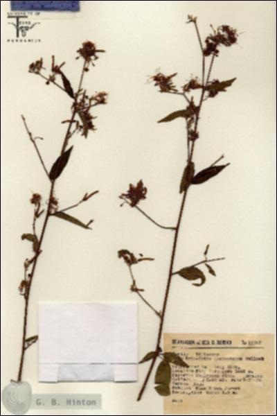 URN_catalog_HBHinton_herbarium_12262.jpg.jpg