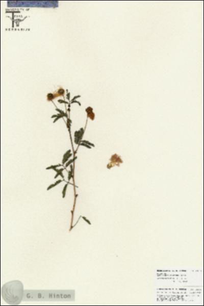 URN_catalog_HBHinton_herbarium_25855.jpg.jpg