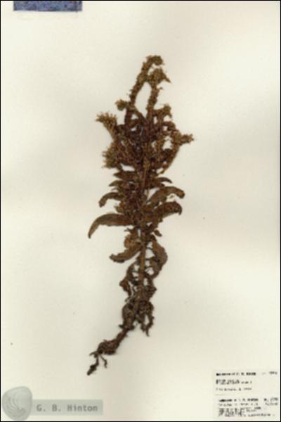 URN_catalog_HBHinton_herbarium_23730.jpg.jpg