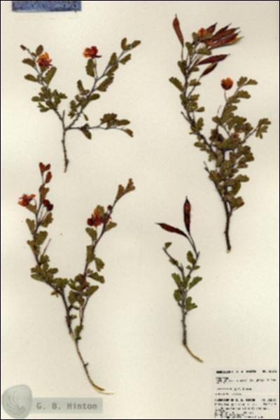 URN_catalog_HBHinton_herbarium_23872.jpg.jpg